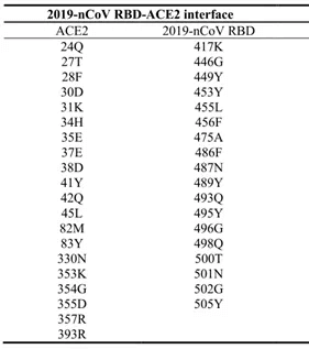 2019-nCoV RBD/ACE2接触残基