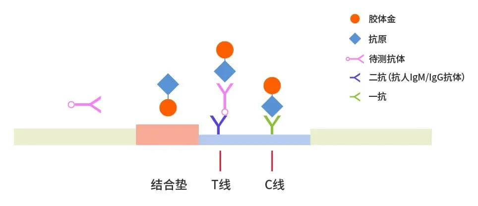 2019-nCoV抗体检测原理