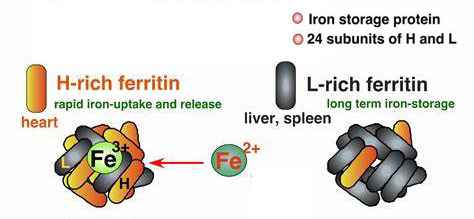 铁蛋白的L亚型以及H亚型