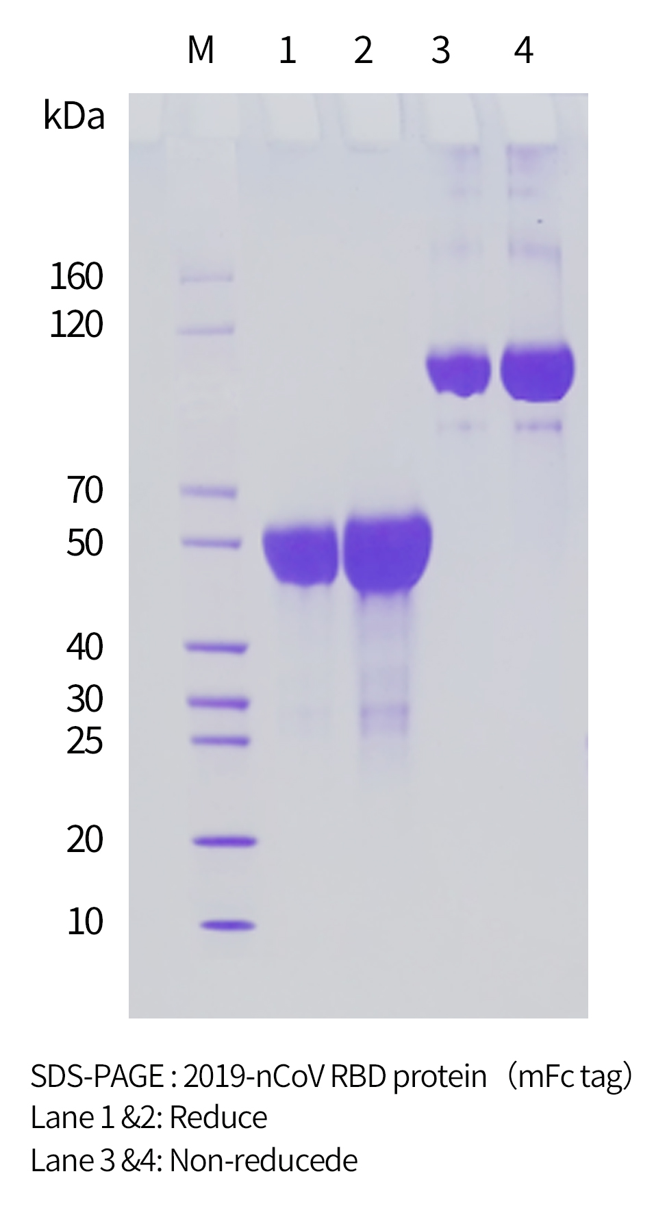 2019-nCoV RBD protein（mFc tag）的胶图