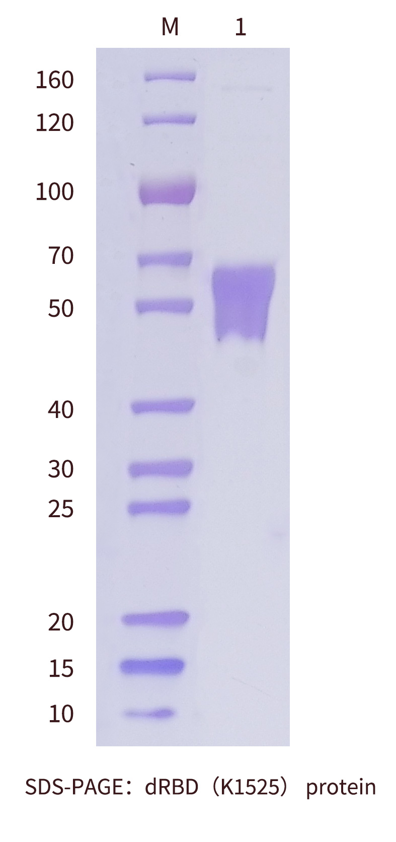 SDS-PAGE-of-dRBD-antigen