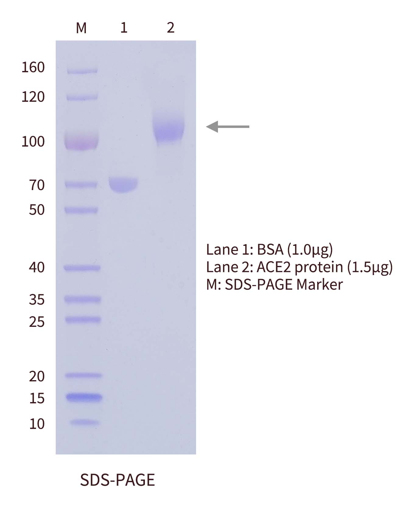 SDS-PAGE of ACE2 antigen