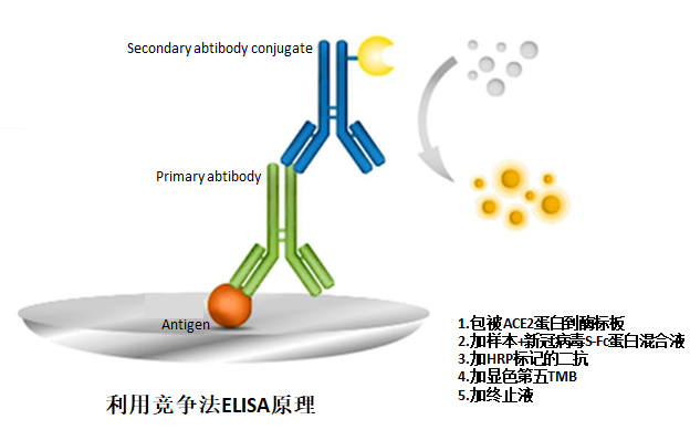 Enzyme linked immunosorbent assay (ELISA)