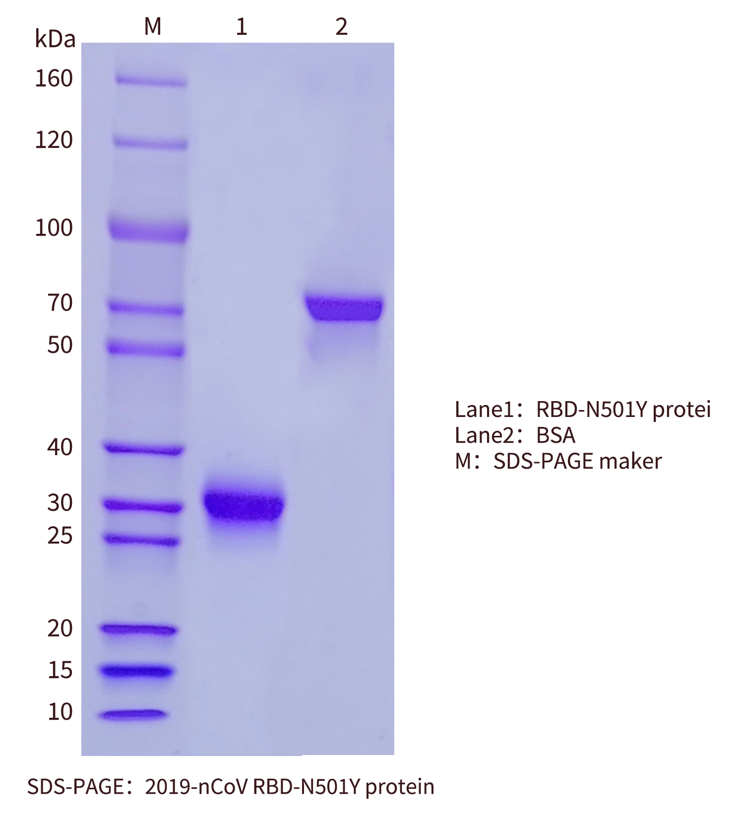 N501Y-sds-page