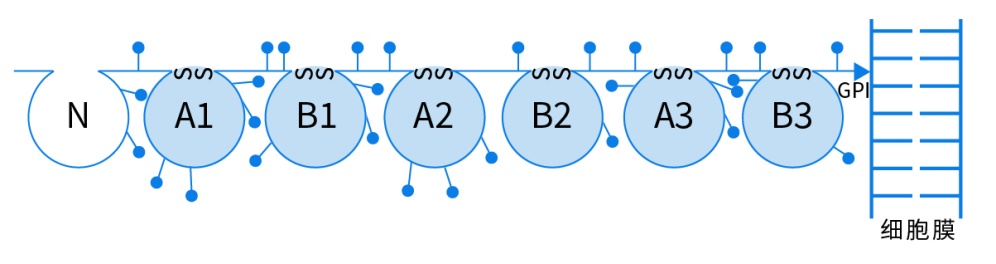 CEA molecular model based on cDNA structure