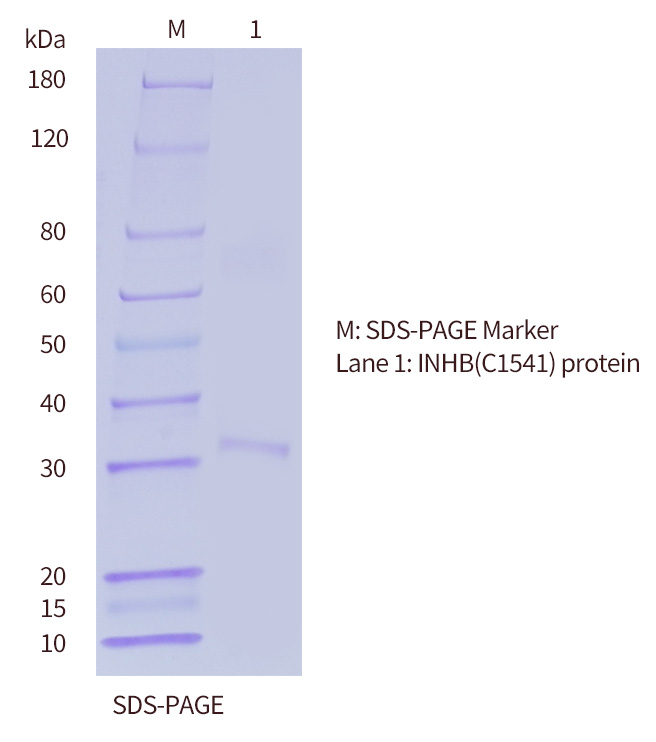 Inhibin-B-SDS-PAGE