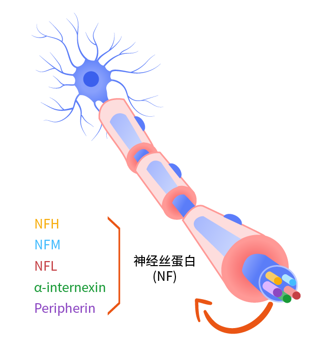 NFL, a component of neurofilament