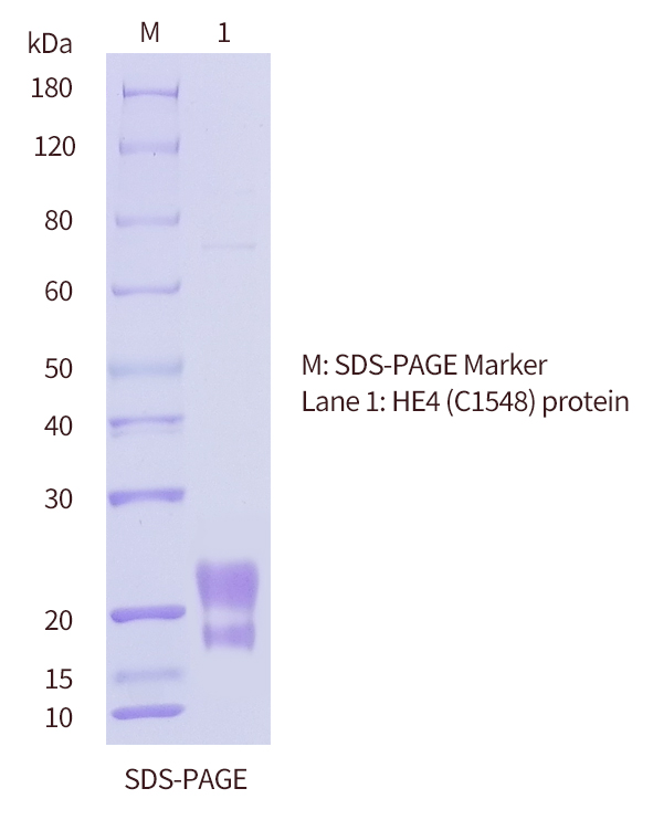SDS-PAGE-of-HE4-protein