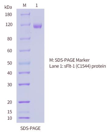 sFlt-1