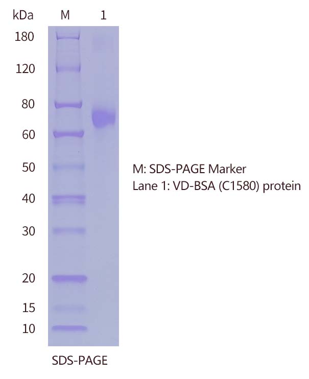 vd-SDS-PAGE