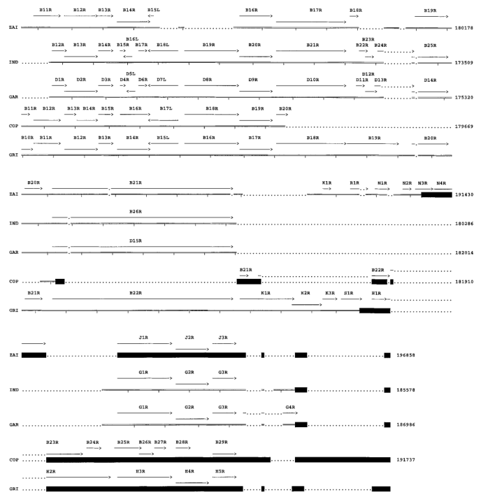 MPV左侧(A)和右侧(B)末端可变区内的ORF与其他正痘病毒相应基因组片段的比对