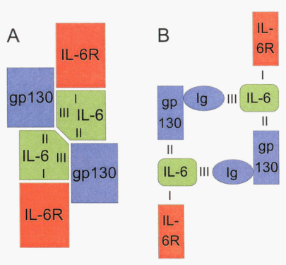 IL-6/IL-6R/gp130六聚体复合体模型