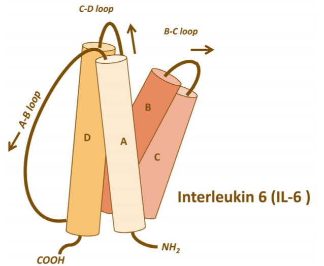 IL-6结构图