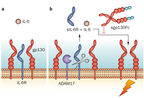 IL-6生物学功能