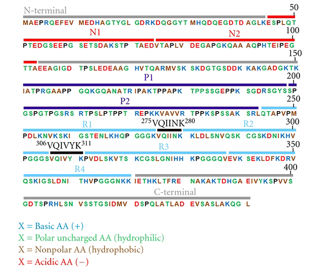 最长Tau亚型的氨基酸序列（441个氨基酸）