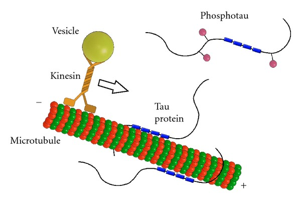 Tau蛋白的正常功能