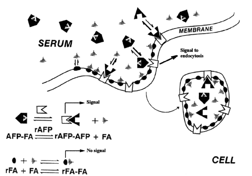 AFP配体饱和形式转化为无配体形式示意图